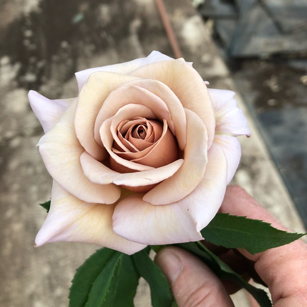 Rose ‘Koko Loko’